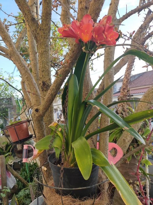 Vendo plantas de vaso ou de jardim