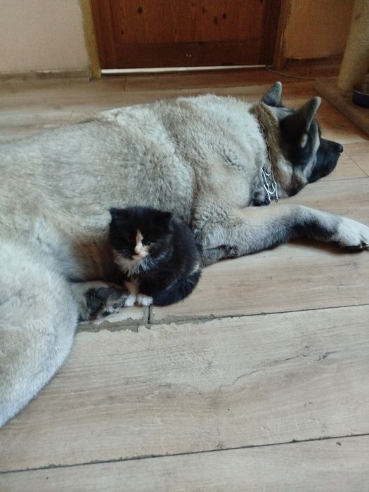 Kotka norweska -do rezerwacji