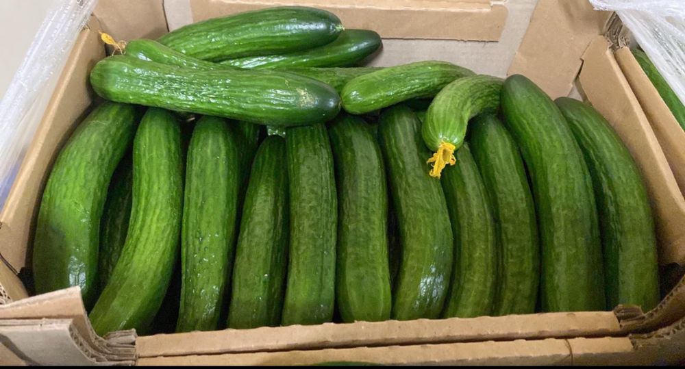 Огурец свежий, Огірок свіжий