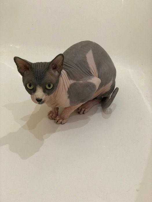 кіт, сфінкс, самець, 5 років, Тернопіль