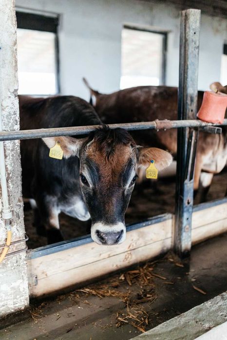 Телята, телиці, нетелі джерсейської породи