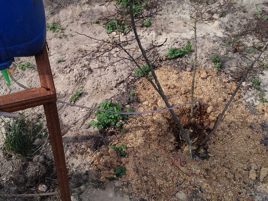 Zasobnik z kroplownikiem