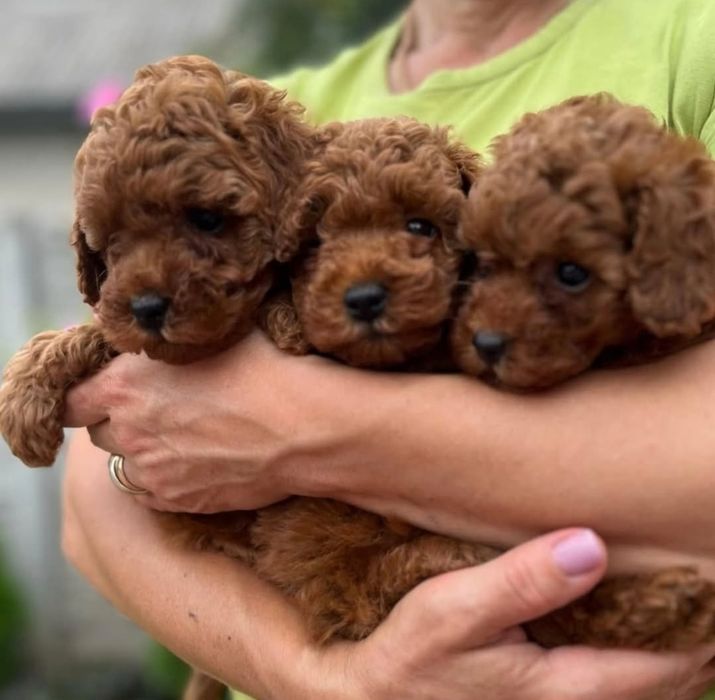 Малиши . вибір . той пудель