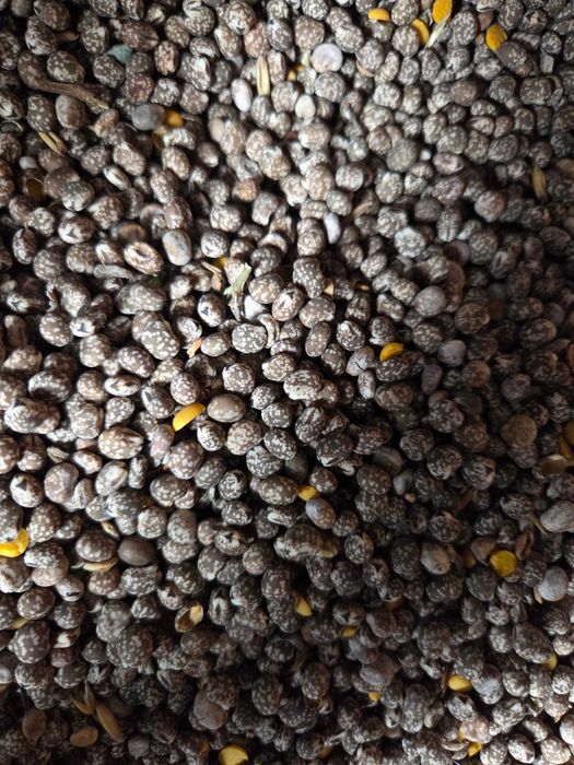 Łubin niebieski, gorzki, wąskolistny