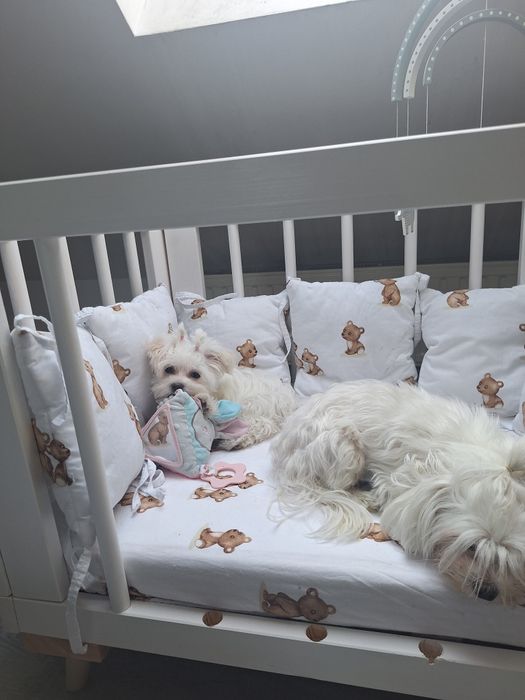 Sunia maltanczyk xxs