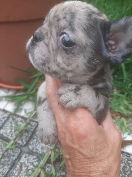 Buldog Francês Isabella Merlle