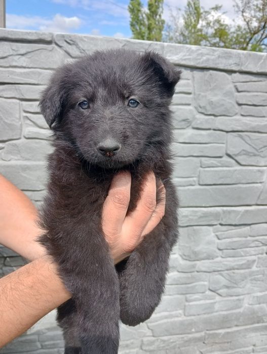 Продам цуценят німецької вівчарки