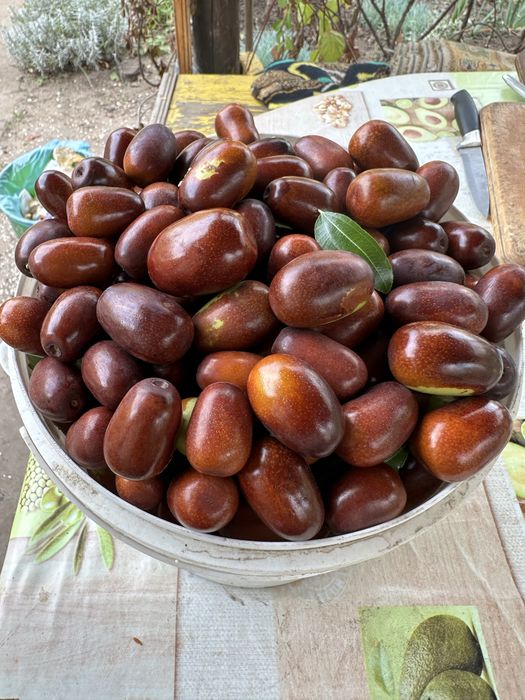 Продам плоды , саженцы унаби - зизифус