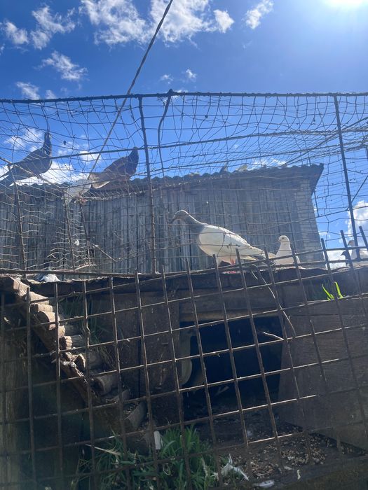 Sprzedam gołębie różnych ras