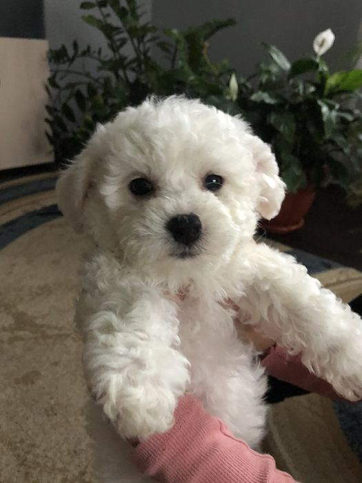 Бішон Фрізе цуценята,щенки Бишон фризе.Доставка по регіону.