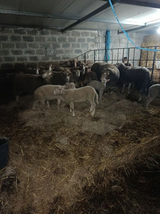 Borregos cruzados de Ile France