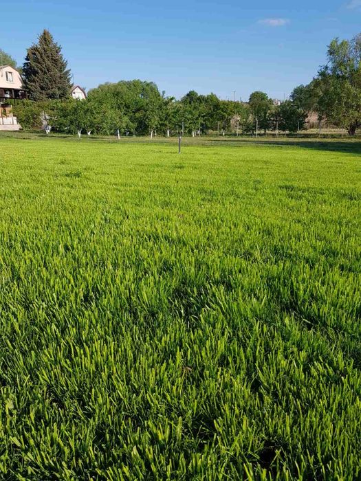 Насіння газонних трав Семена газонных трав Газонна трава