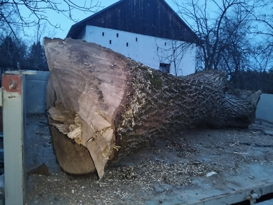 Świeżo ścięty pień
