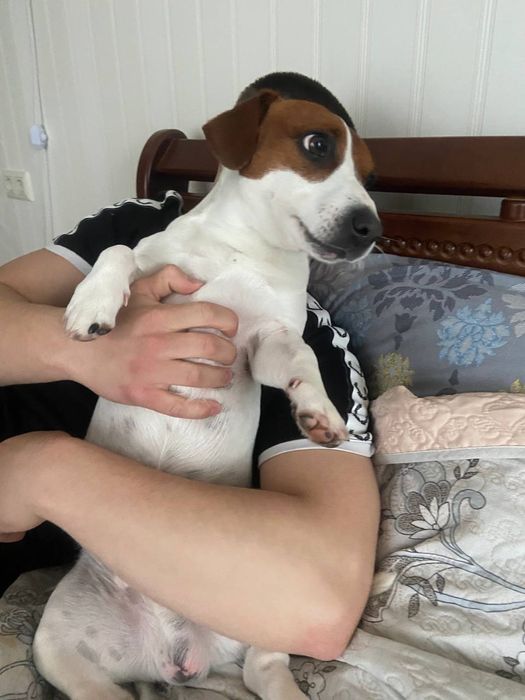 Вязка Чистокровний Джек Рассел Терьер