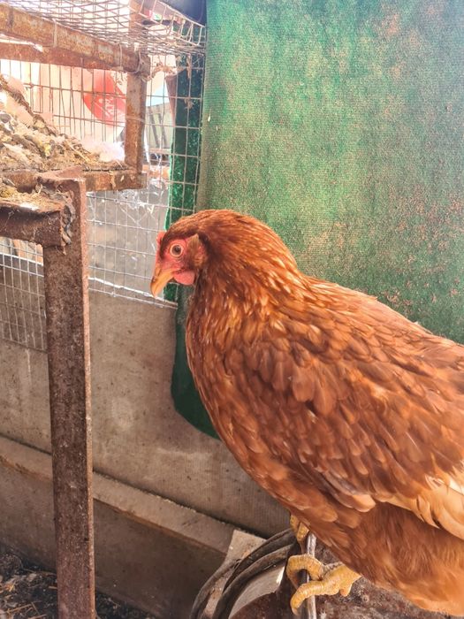 Молодые куры,молодка.