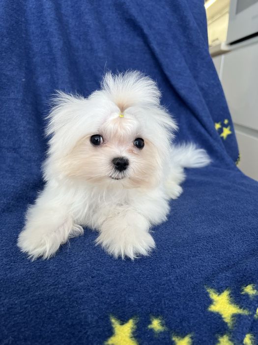 Мальтезе міні , мальтійська болонка КСУ хлопчик терміново