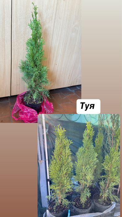 Саженцы - Ель, Смерека , сосна, туя