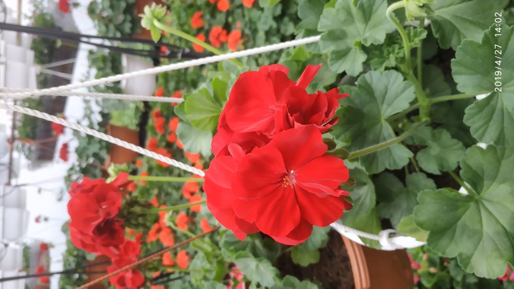 Kwiatek WPR - Pelargonia