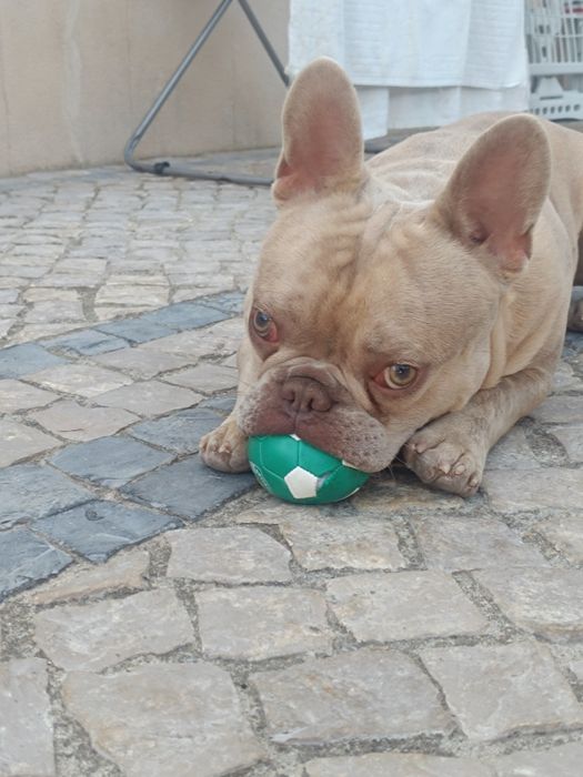 Buldog frances sob orçamento