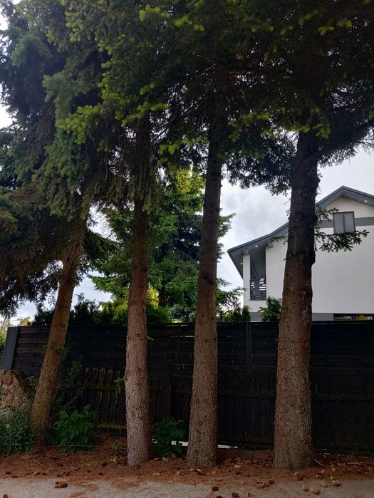 Drzewo (cztery świerki) na pniu