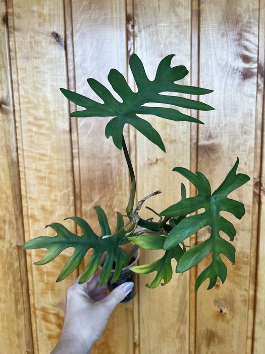 Філодендрон radiatum