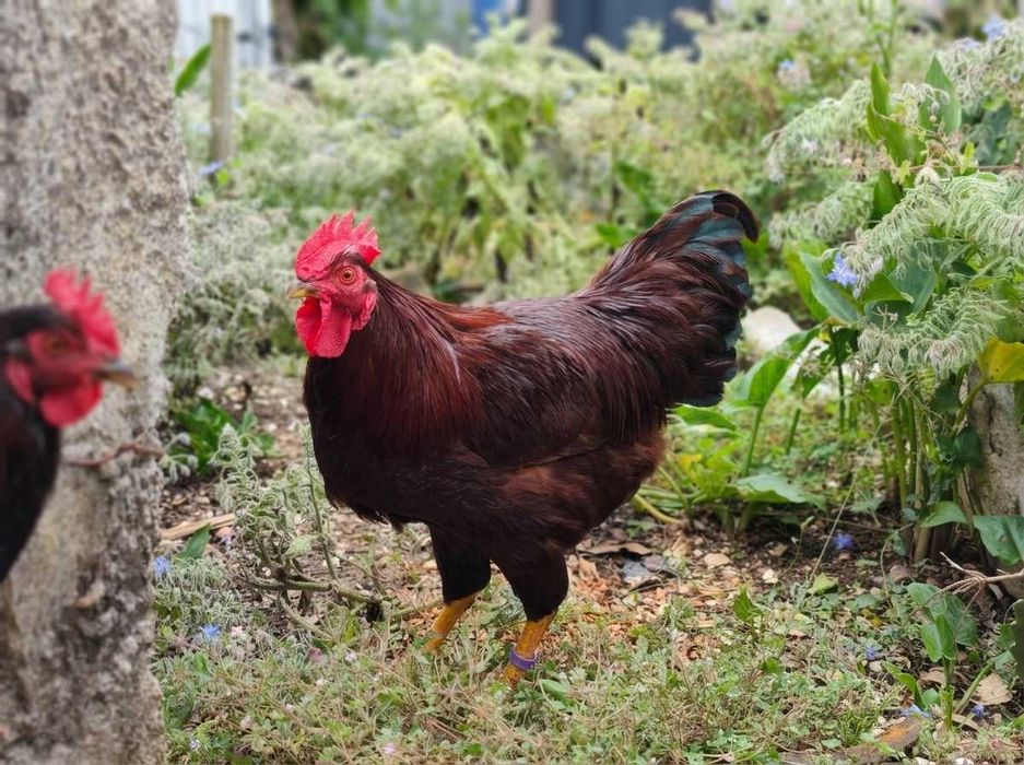 Galos Rhode Island Red Pura Raça – Prontos para Criar