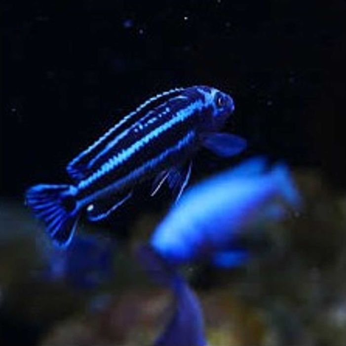 Melanochromis cyaneorhabdos MAINGANO - PYSZCZAK - dowóz, wysyłka