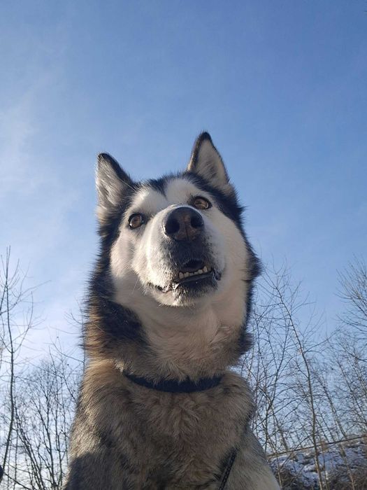 Sonia II - pies z Miejskiego Schroniska dla Zwierząt w Tychach. Adopcja. Szuka domu