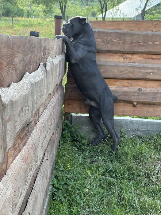 Кобель кане корсо для вязки!