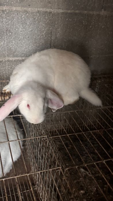 Coelhos cruzados com raça Lop Francesa