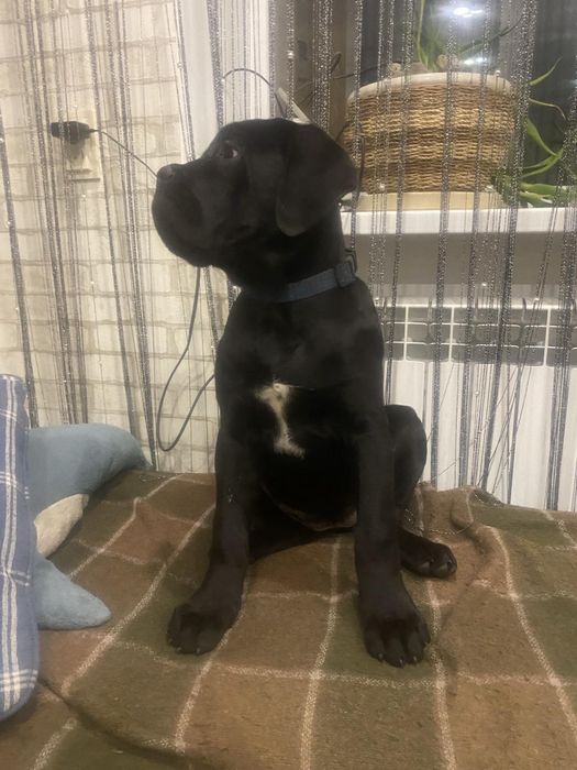 Цуценята Кане Корсо