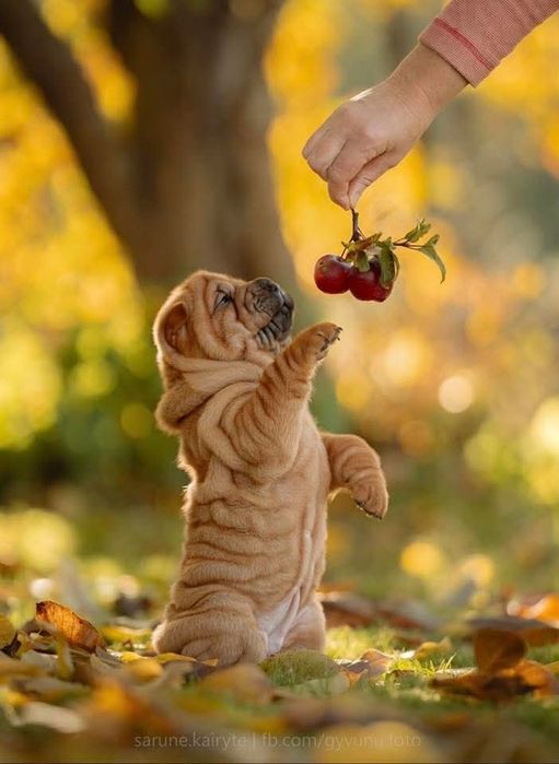 Шарпея щенки девочки