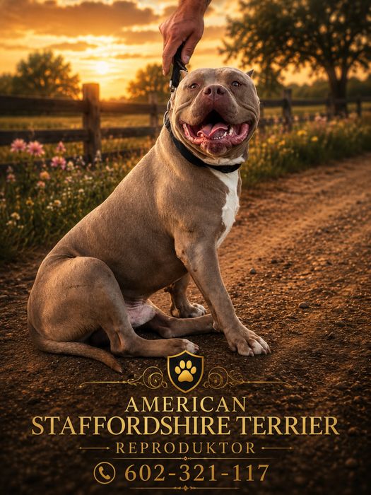 American  Staffordshire terrier reproduktor