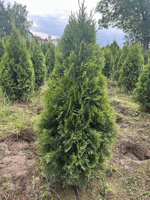 Gęsta tuja szmaragd 110-120 cm