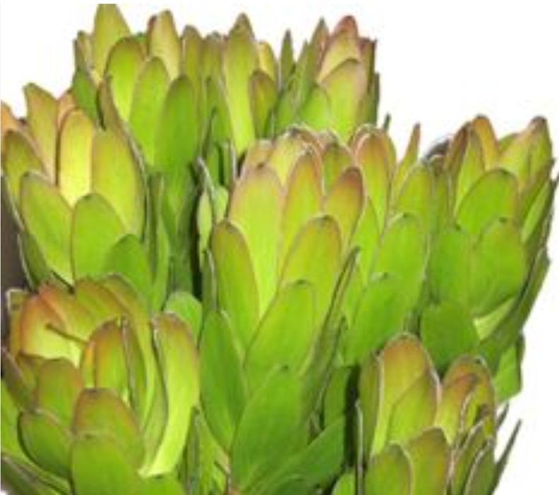 leucadendron verde - protea