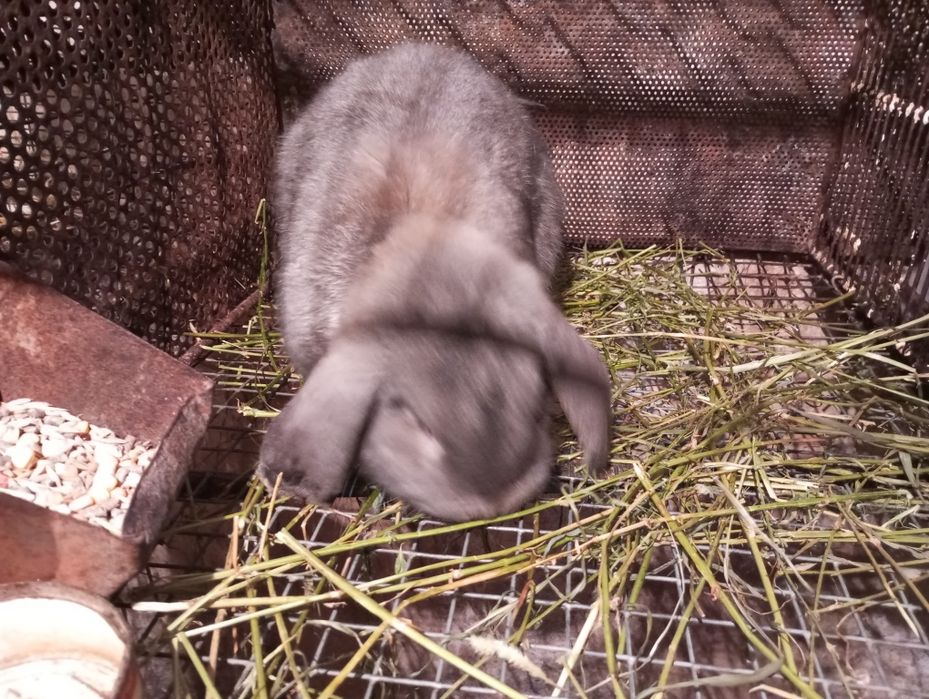 Продам породи французький баран