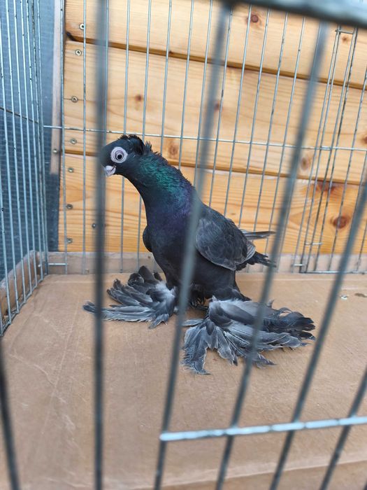 Wywrotki mazurskie wywrotek