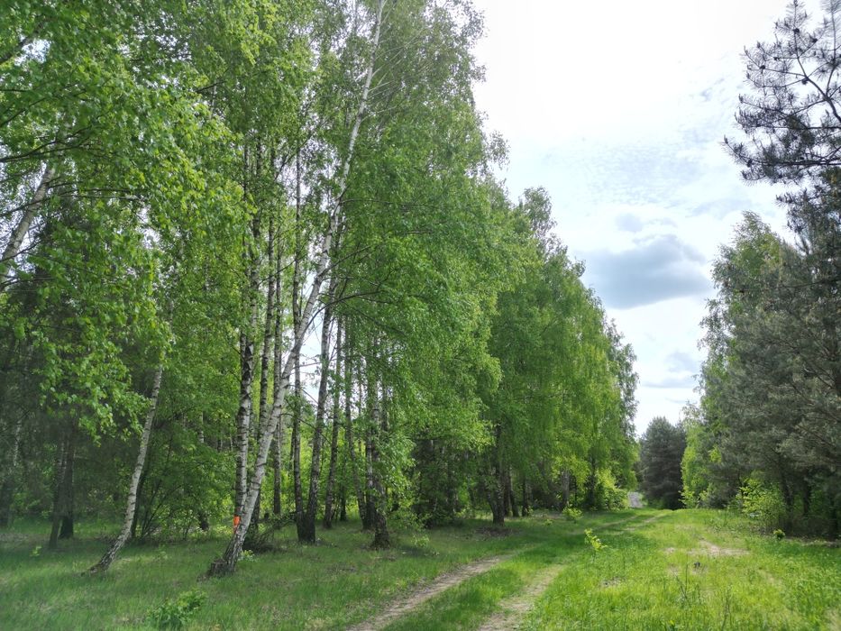 Działki rekreacyjno-sportowe działka - Widok 4