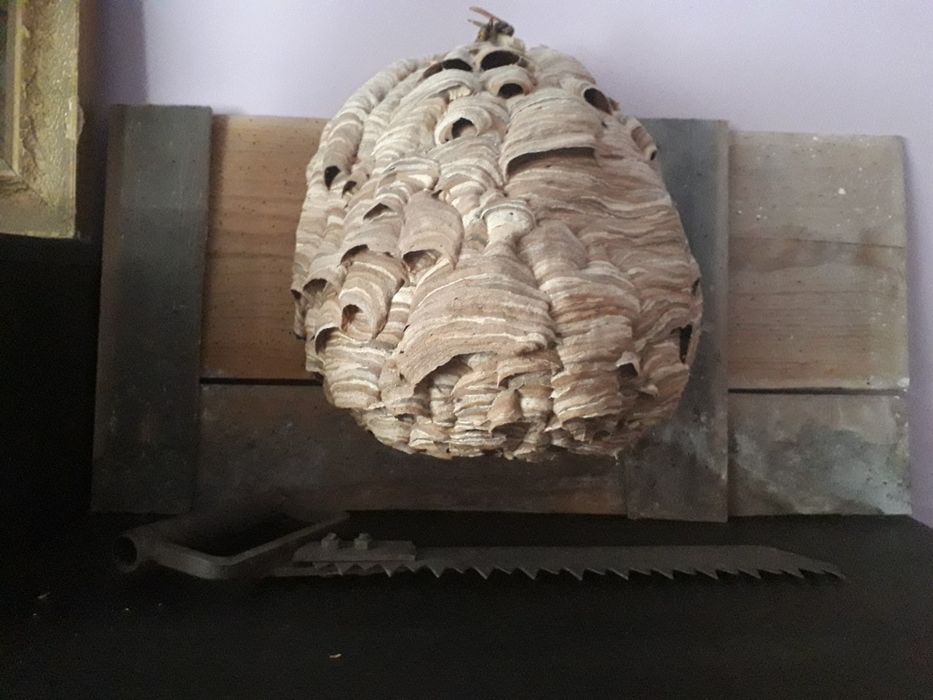 Gniazdo szerszeni