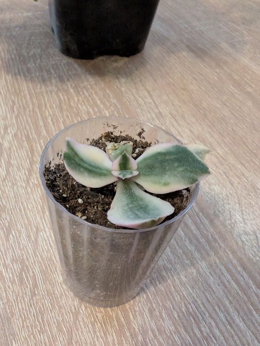 Кімнатні рослини