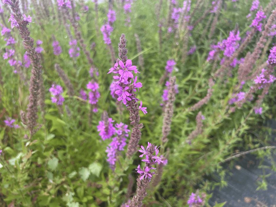 Krwawnica pospolita – sadzonki w pojemnikach 2l