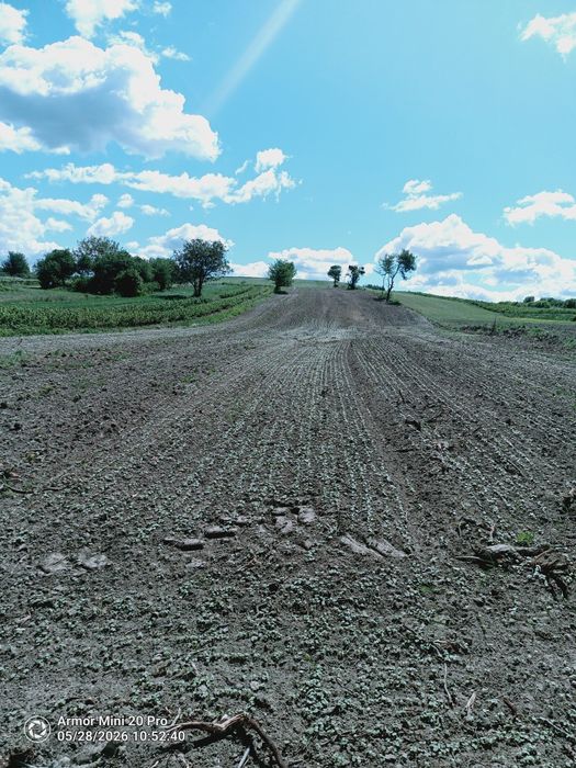GRYKA, TATARKA, RECZKA, 10 ton