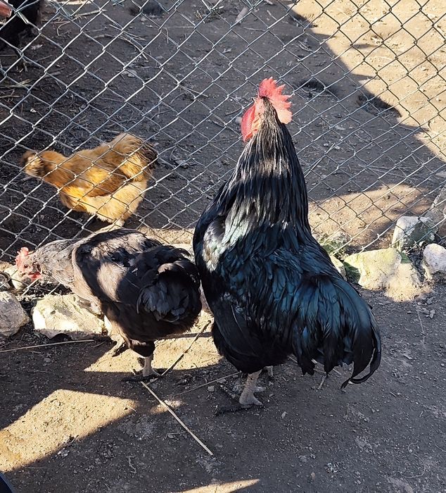 Vendo ovos galados de galinha Jersey Gigante Negro