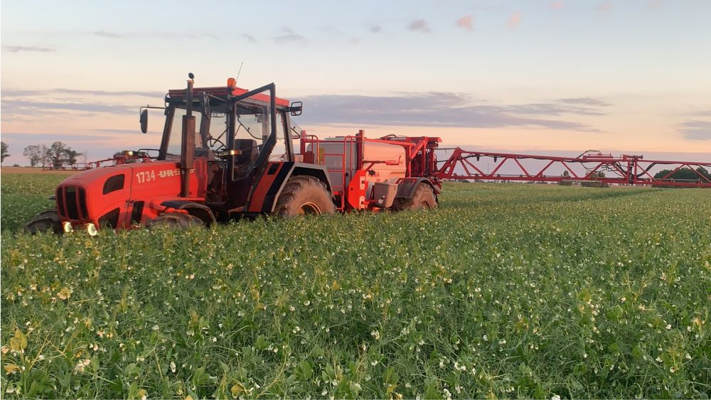 Groch czyszczony NEMO 2025