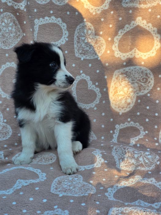 #CHECKERS  Szczeniak Border Collie ZKwP FCI juz do odbioru