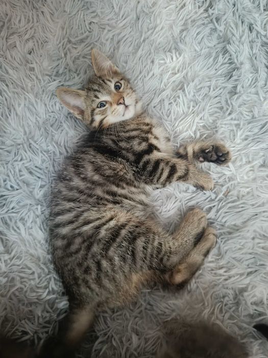 Małe kotki do oddania