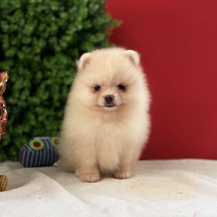 лялькова дівчинка шоу классу