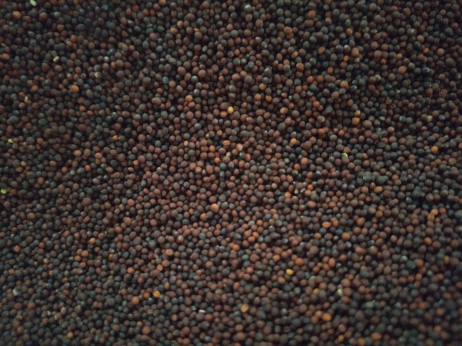 1 KG RZEPA Nasiona ścierniskowa, pastewna,poplon,pasza, kiełki