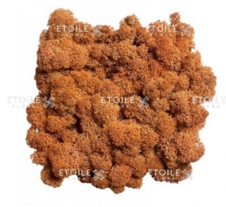 Стабілізований мох ягель, різні кольори