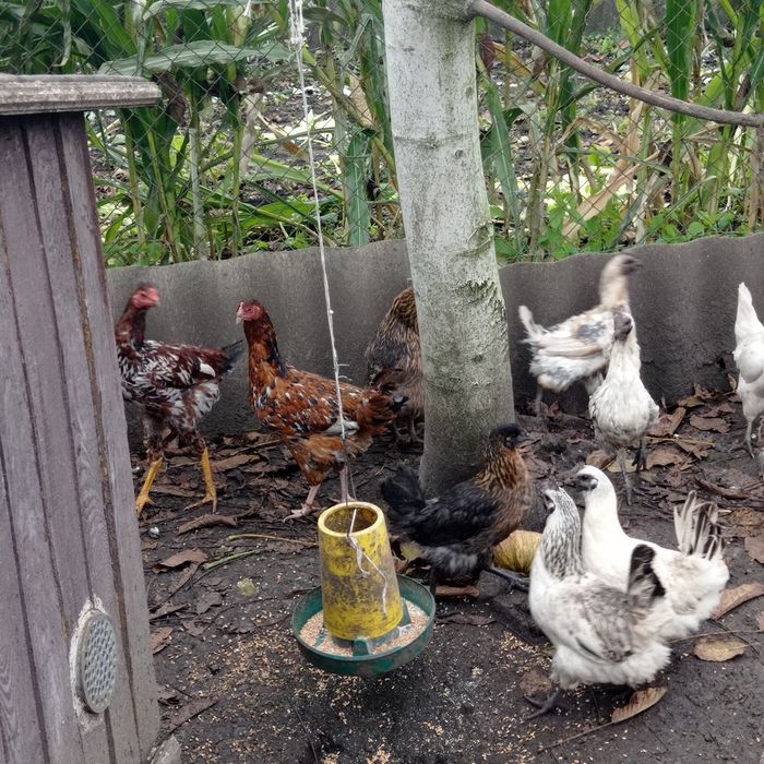 Молоденькі курочки